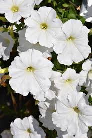 Wave Petunia