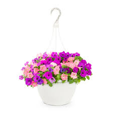 Wave Petunia