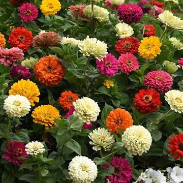 Zinnia