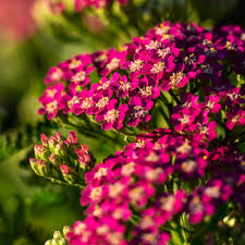 Achillea Millefolium