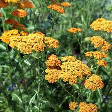 Achillea Millefolium