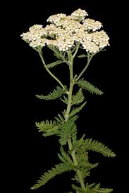 Achillea Millefolium