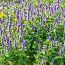 Agastache