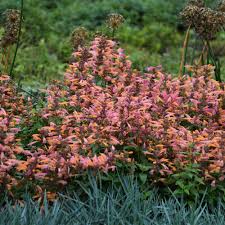 Agastache
