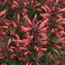 Agastache