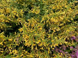 Agastache mexicana
