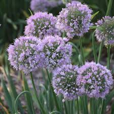 Allium