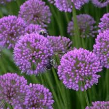 Allium
