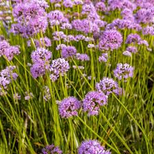 Allium