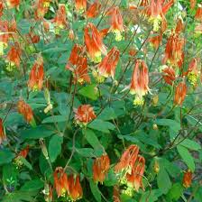 Aquilegia