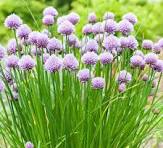 Chives, Onion