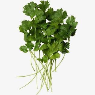 Cilantro-slo bolt