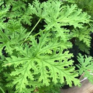 Citronella-skeeter eater